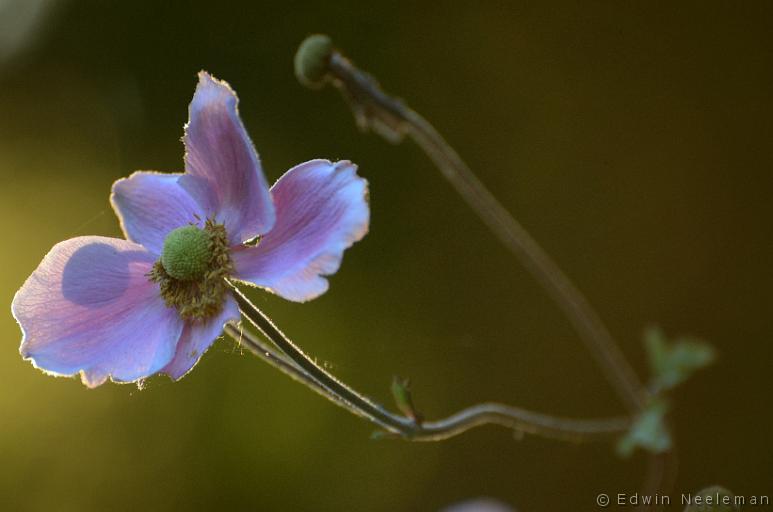 ENE-20130827-0390.jpg